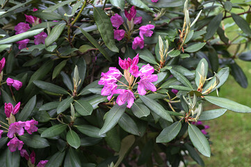 flowering rhododendron shrub in spring bloom.