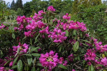 flowering rhododendron shrub in spring bloom.