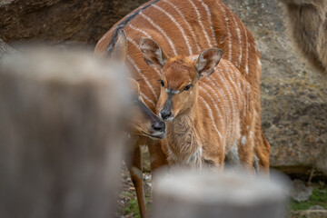 Sitatunga licks the young, motherly love