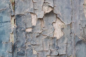 Faded blue peeling paint on a wooden wall.