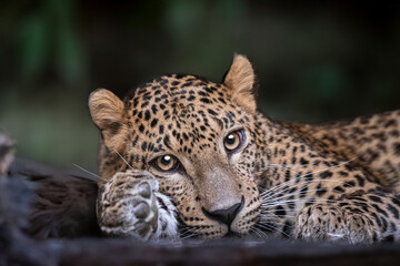 Persian leopard, beautiful eyes and beautiful whiskers, one paw is blurred, the background is green, Panthera pardus tulliana, portrait, beautiful 