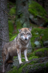 wolf in the forest , amazing eye ,beautiful background ,amazing atmosphere 
