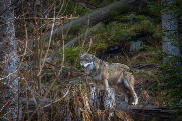 Fototapeta premium wolf in the forest