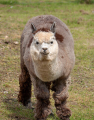 Inquisitive Alpaca.