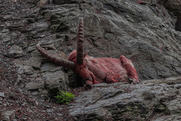 Fototapeta premium deer on the ground