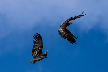 Condors in Flight