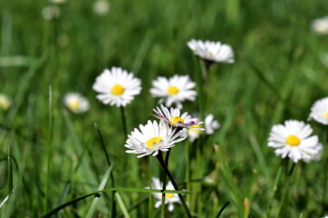 Verschlungene Gänseblümchen zwischen Gräsern