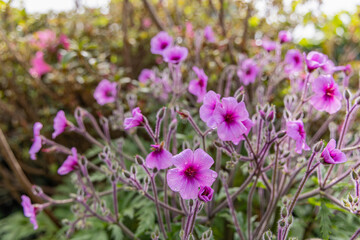 Purple flowers on Flores Island.
