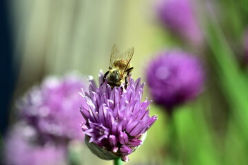 Biene auf blühendem Schnittlauch  