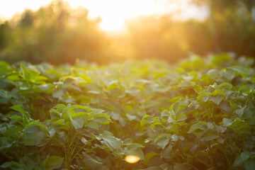 A field of potato leaves close-up in the setting, contrasting sun. Morning dawn in potato fields