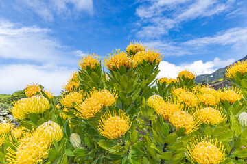 Yellow wildflowers on Flores Island.