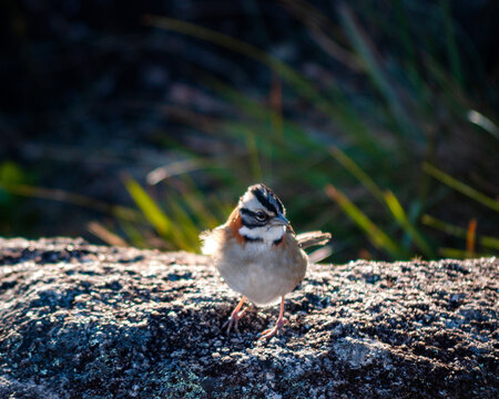 birds in mountain