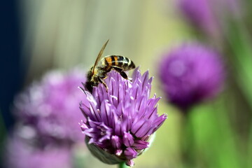 Biene auf blühendem Schnittlauch  