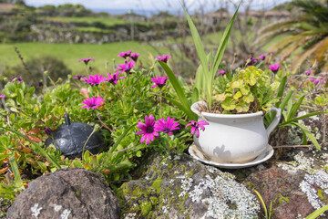 Pink wildflowers on Flores Island.