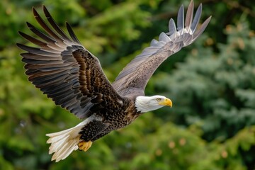 Obraz premium Stunning bald eagle soars gracefully with wings fully spread against a green foliage backdrop