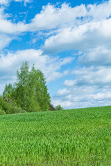A green field with agricultural plants and on the left a part of the forest with birch trees against the backdrop of a blue sky with thick clouds. Spring landscape during the day