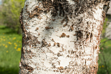 Part of a birch trunk with natural damage on a sunny day. Natural abstract background. Focus in the...