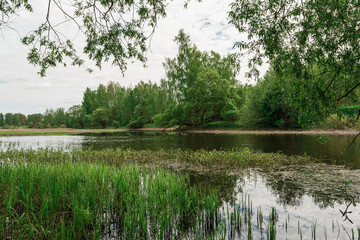 View through tree branches to a river overgrown with reeds and aquatic vegetation and the opposite bank with trees. Landscape on a cloudy spring day