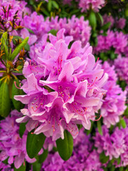 pink rhododendron or azalea flower during blooming