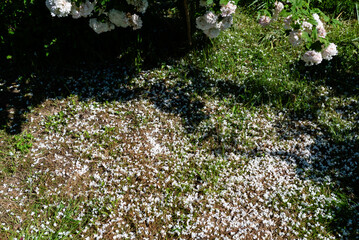 Białe kwiaty na trawniku © Mateusz