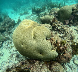 brain coral, on rock, underwater photo in caribbean sea in guadeloupe. Pseudodiploria strigosa also 
 called symmetrical brain coral,  with maze like pattern. 