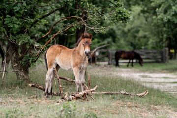 exmoor pony cute in nature arrea foal small horse