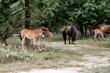 exmoor pony cute in nature arrea foal small horse