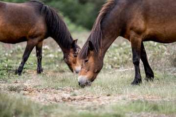 Obraz premium exmoor pony cute in nature arrea foal small horse