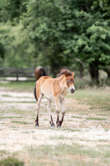 exmoor pony cute in nature arrea foal small horse