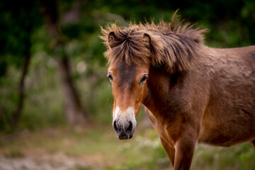 exmoor pony cute in nature arrea foal small horse