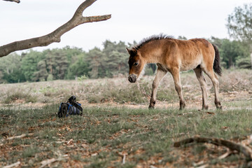 exmoor pony cute in nature arrea foal small horse