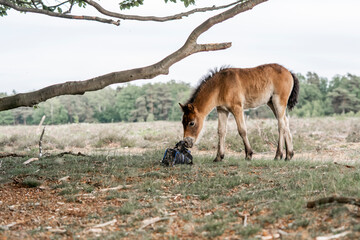 exmoor pony cute in nature arrea foal small horse