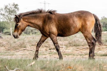 Obraz premium exmoor pony cute in nature arrea foal small horse