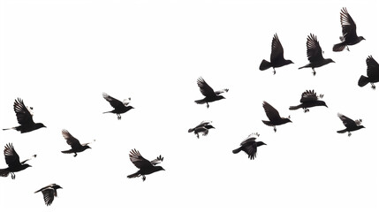 flock of birds in flight isolated on white background