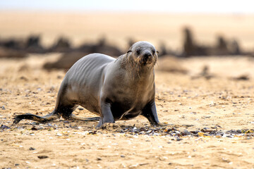 Cape Fur Seal (Arctocephalus pusillus) hanging around after fishing at  pelican point near Walvis...