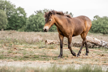 exmoor pony cute in nature arrea foal small horse
