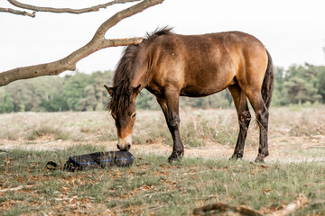 Fototapeta premium exmoor pony cute in nature arrea foal small horse