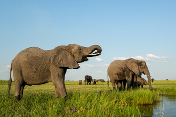 Elephants drinking at the Chobe river between Namibia and Botswana in the afternoon seen from a...