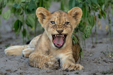Lion cub hanging around in the vegatation of the riverfront in the Chobe National Park  in Botswana