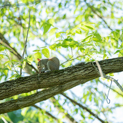 Squirrell sitting on a tree limb eating a walnut, summer