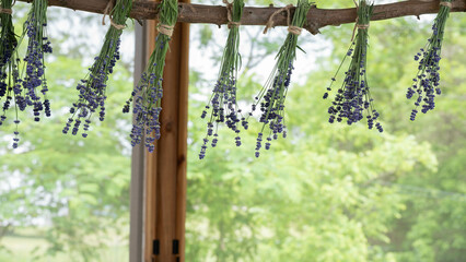 Bundles of fresh purple lavender hung on rack for drying, organic.