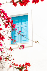 flower on blue window 