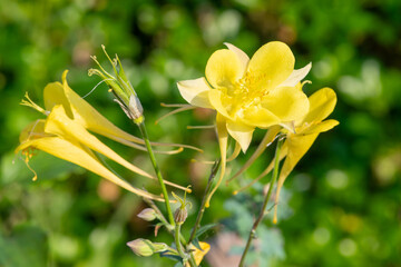 Close up of a yellow aquilegia flower in bloom