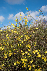 yellow blooming winter jasmine and blue sky