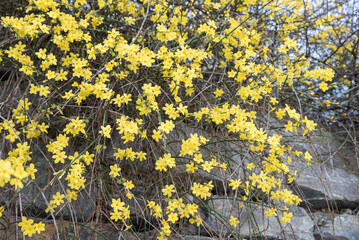 yellow blooming winter jasmine, hanging from a stone wall