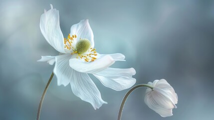 Stunning white windflower nemorosa