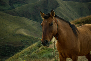 Horse in the Rejara-Tarija meadows