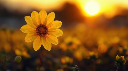   A sunflower in the center of a golden-colored field with the setting sun behind it and an array of yellow blossoms in the foreground