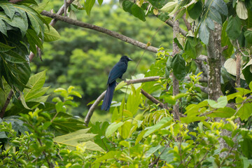 Ani des palétuviers (Crotophaga major), en Guyane française, 