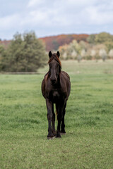 Fototapeta premium young horse horses in the pasture growing up